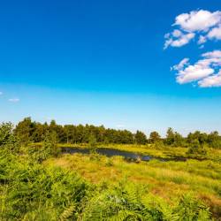 #1084 · Diepholzer Moor 2022