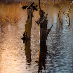 #1092 · Diepholzer Moor 2022