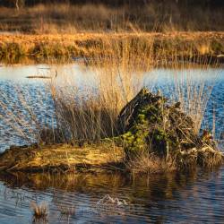 #1090 · Diepholzer Moor 2022