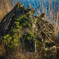 #1089 · Diepholzer Moor 2022