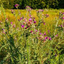 #1086 · Diepholzer Moor 2022