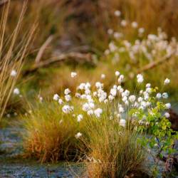 #1094 · Diepholzer Moor 2023