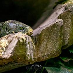 #547 · Tierpark Berlin 2021