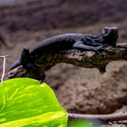 #550 · Tierpark Berlin 2021