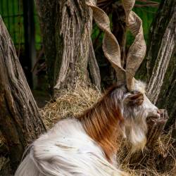 #544 · Tierpark Berlin 2021