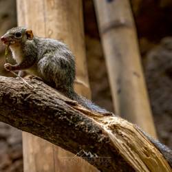 #553 · Tierpark Berlin 2021