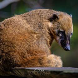 #684 · Tierpark Ströhen 2022