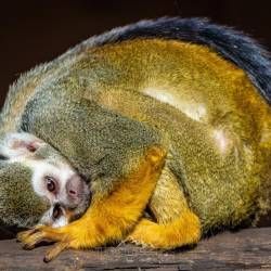 #681 · Tierpark Ströhen 2022