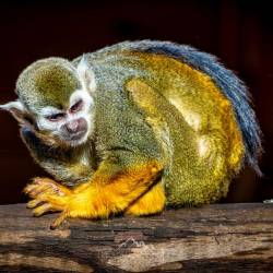 #680 · Tierpark Ströhen 2022