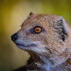 #696 · Tierpark Ströhen 2022