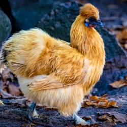 #683 · Tierpark Ströhen 2022