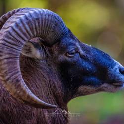 #698 · Tierpark Ströhen 2022