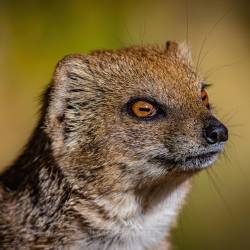 #695 · Tierpark Ströhen 2022