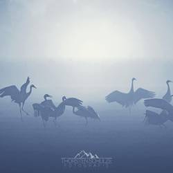 #1493 · Vogelwelt 2022