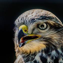 #561 · Wolfcenter Dörverden 2021