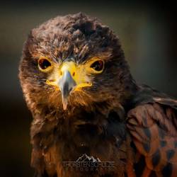 #562 · Wolfcenter Dörverden 2021