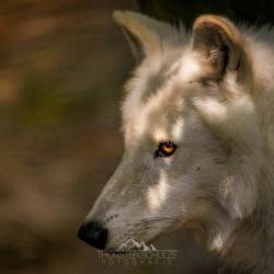 #567 · Wolfcenter Dörverden 2021