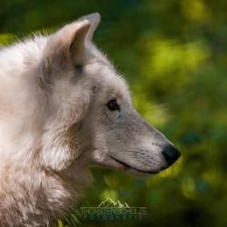 #564 · Wolfcenter Dörverden 2021