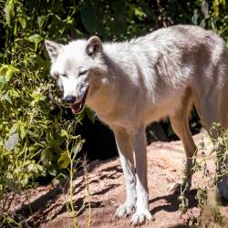 #563 · Wolfcenter Dörverden 2021
