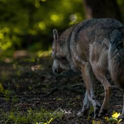 #568 · Wolfcenter Dörverden 2021