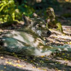 #570 · Wolfcenter Dörverden 2021