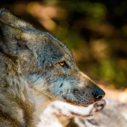 #572 · Wolfcenter Dörverden 2021