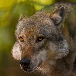 #569 · Wolfcenter Dörverden 2021
