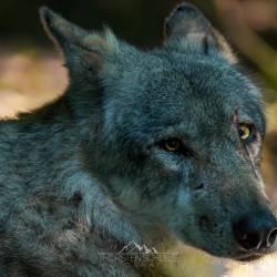 #571 · Wolfcenter Dörverden 2021
