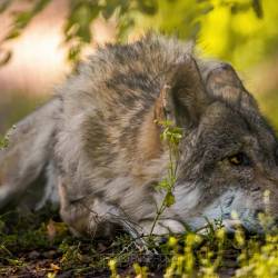 #566 · Wolfcenter Dörverden 2021