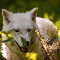 #565 · Wolfcenter Dörverden 2021