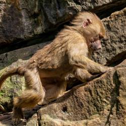 #624 · Zoo Berlin 2021