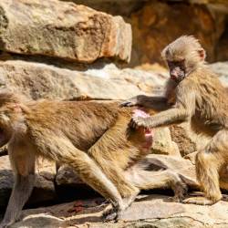 #623 · Zoo Berlin 2021