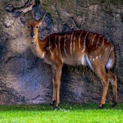 #588 · Zoo Berlin 2021