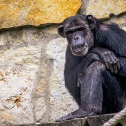 #599 · Zoo Berlin 2021