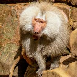 #622 · Zoo Berlin 2021