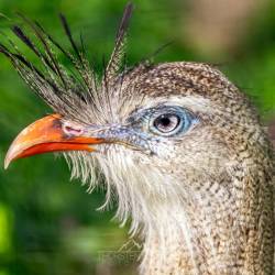 #577 · Zoo Berlin 2021