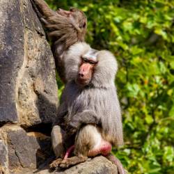 #626 · Zoo Berlin 2021