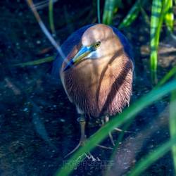 #589 · Zoo Berlin 2021