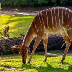 #587 · Zoo Berlin 2021