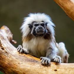 #591 · Zoo Berlin 2021