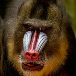 #592 · Zoo Berlin 2021