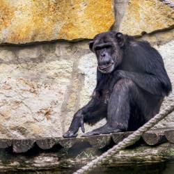 #598 · Zoo Berlin 2021