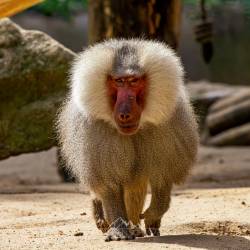 #627 · Zoo Berlin 2021