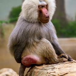 #580 · Zoo Berlin 2021