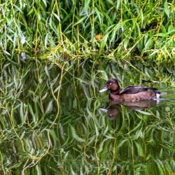 #616 · Zoo Berlin 2021