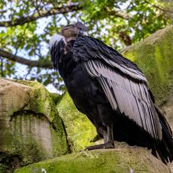 #584 · Zoo Berlin 2021