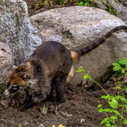 #576 · Zoo Berlin 2021