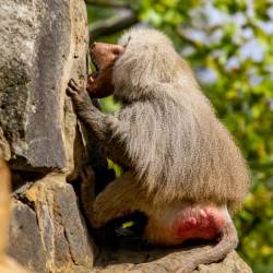 #625 · Zoo Berlin 2021