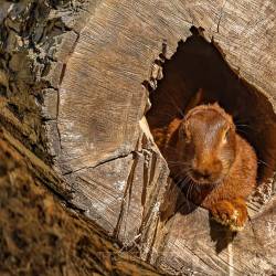 #523 · Zoo Hamburg 2022