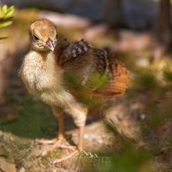 #533 · Zoo Hamburg 2022